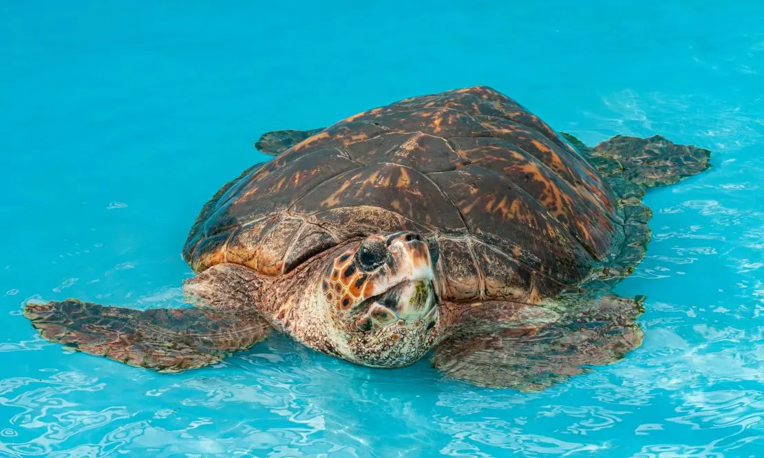 Tartaruga marinha em uma piscina de preservação do Projeto Tamar