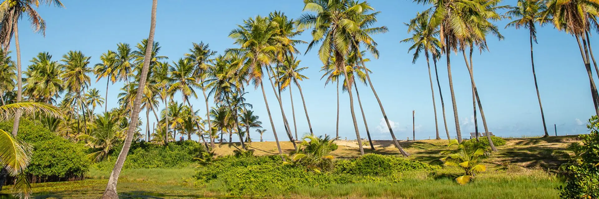 Imagem da orla de uma praia com coqueiros e areia