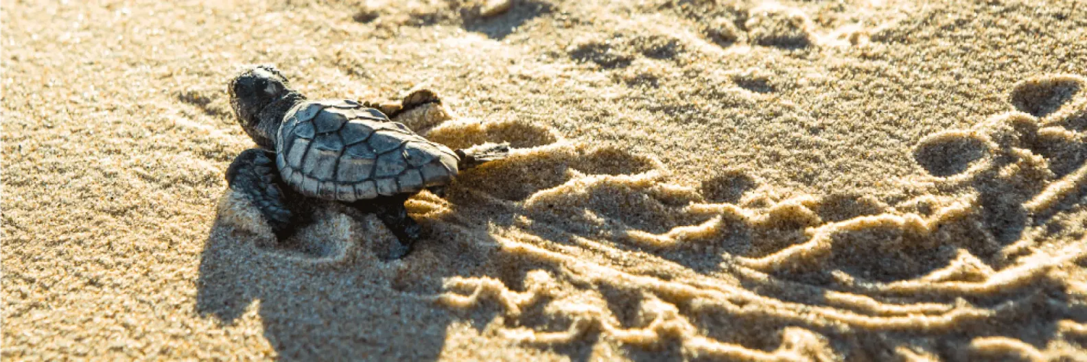 Projeto Tamar completa 20 anos e contabiliza 500 mil filhotes devolvidos ao mar em Sauípe
