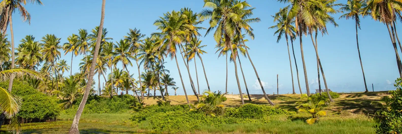 Imagem da orla de uma praia com coqueiros e areia